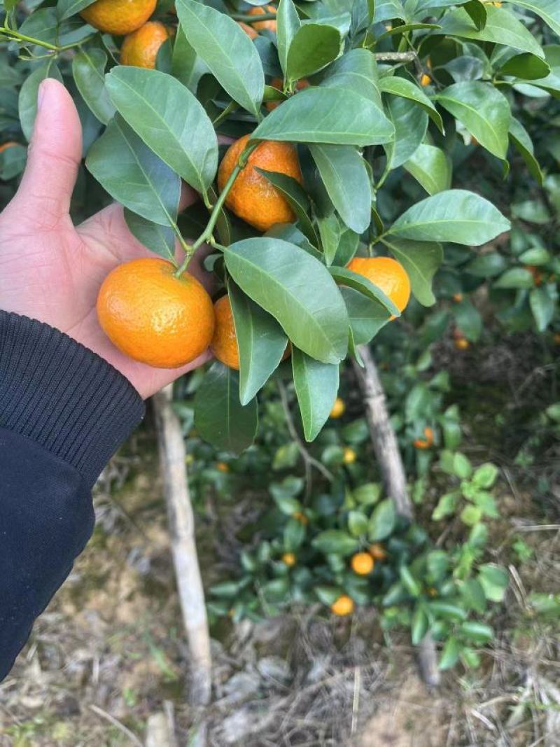 广西砂糖橘，皮薄肉厚，纯甜无酸，无籽化渣对接批发商电商