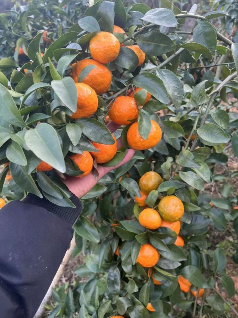 广西砂糖橘，皮薄肉厚，纯甜无酸，无籽化渣对接批发商电商