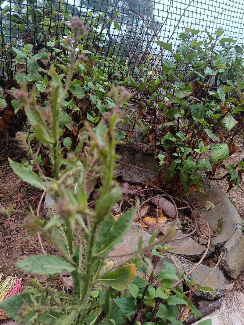 云南野生中药材六耳棱臭灵丹新鲜羊尾三靓六棱菊清热