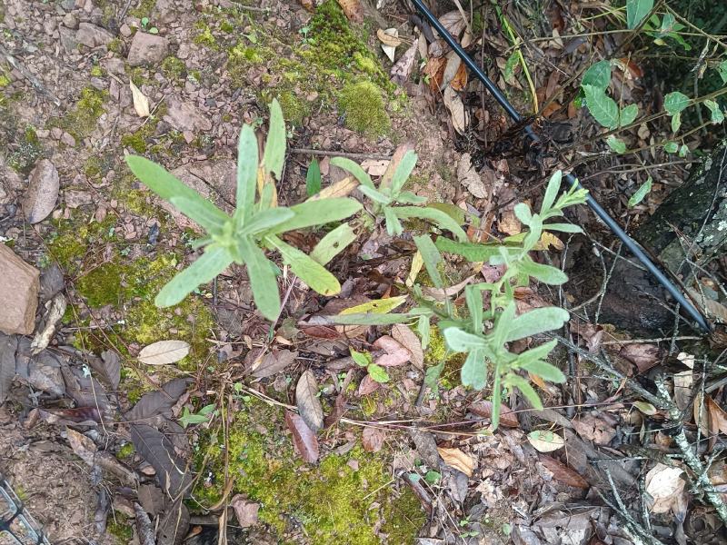 云南野生中药材六耳棱臭灵丹新鲜羊尾三靓六棱菊清热