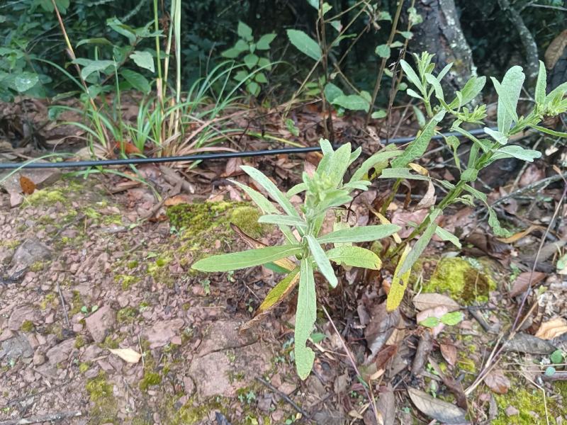 云南野生中药材六耳棱臭灵丹新鲜羊尾三靓六棱菊清热