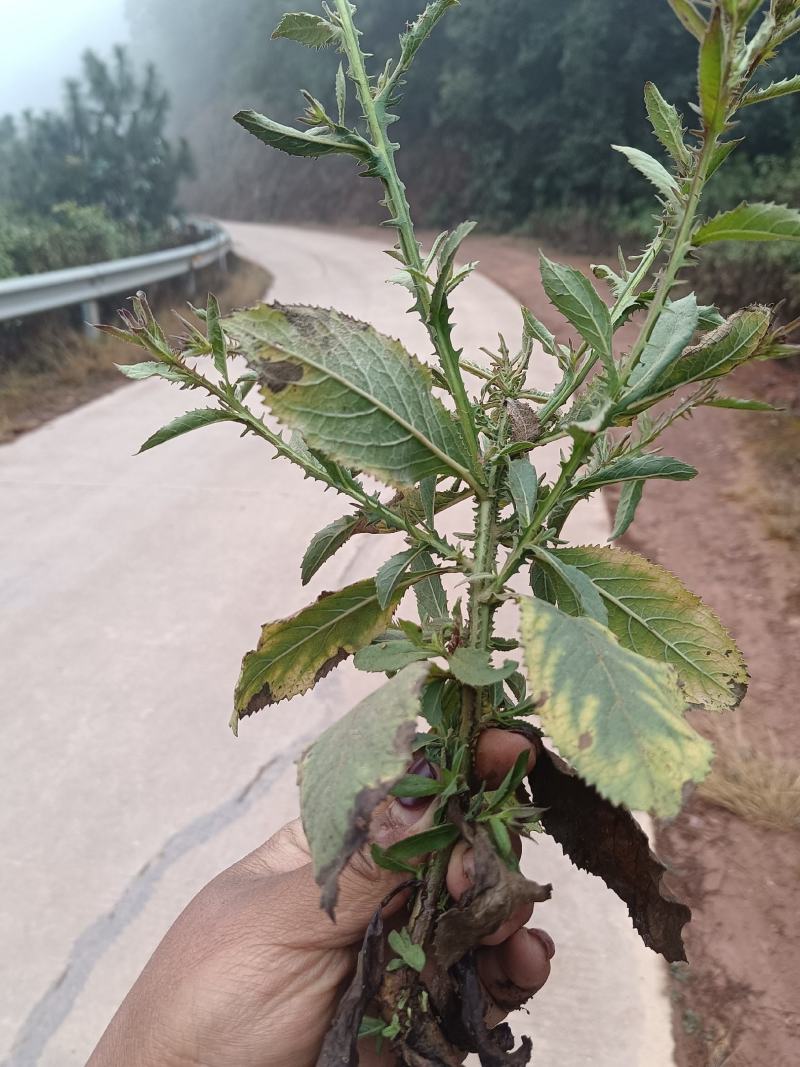 云南野生中药材六耳棱臭灵丹新鲜羊尾三靓六棱菊清热