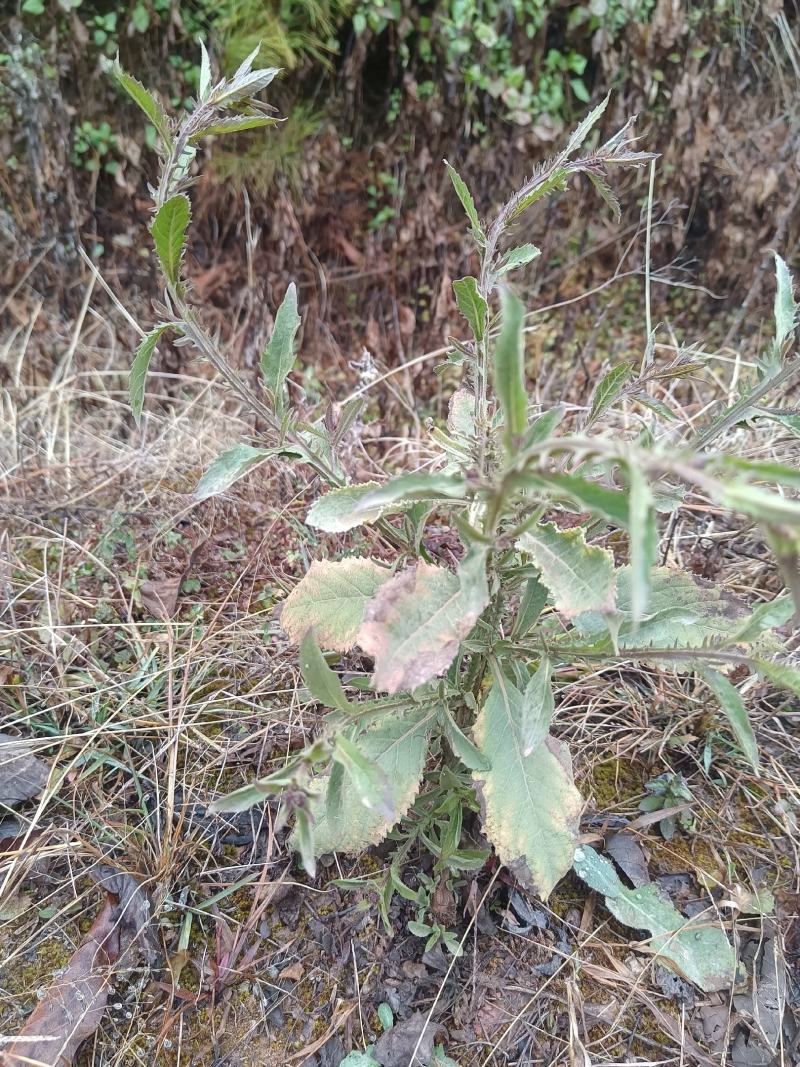 云南野生中药材六耳棱臭灵丹新鲜羊尾三靓六棱菊清热