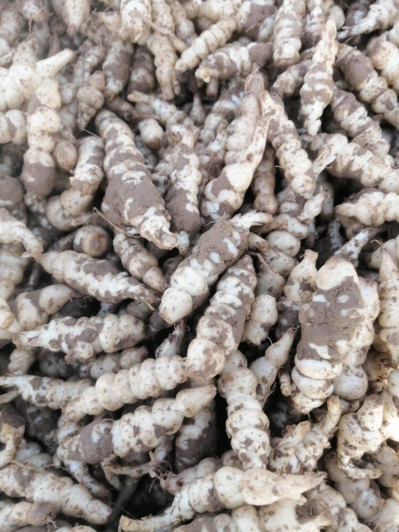 螺丝菜种子