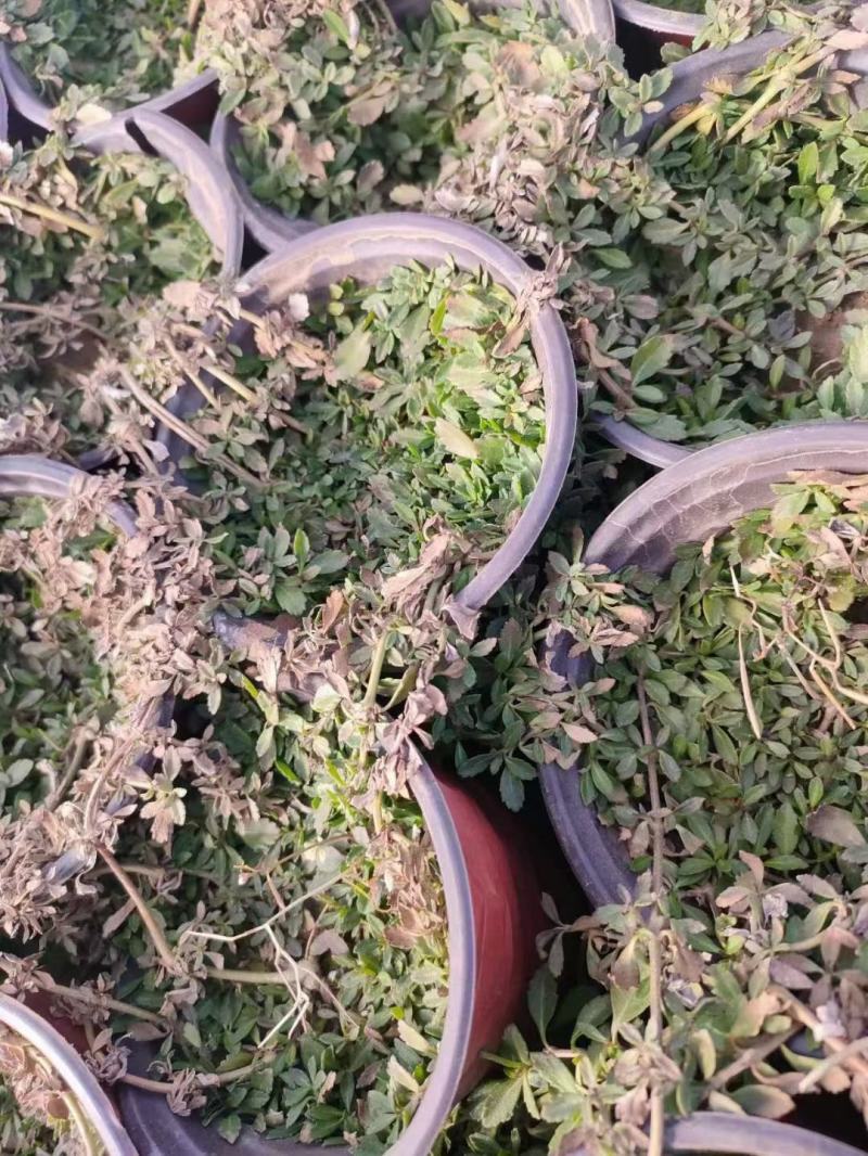 姬岩垂草
