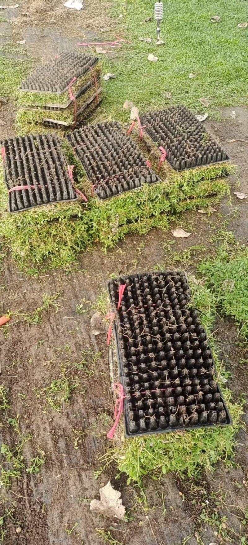 姬岩垂草