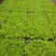 金叶佛甲草穴盘苗