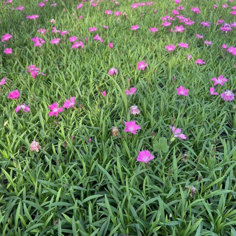欧石竹穴盘苗，欧石竹杯苗