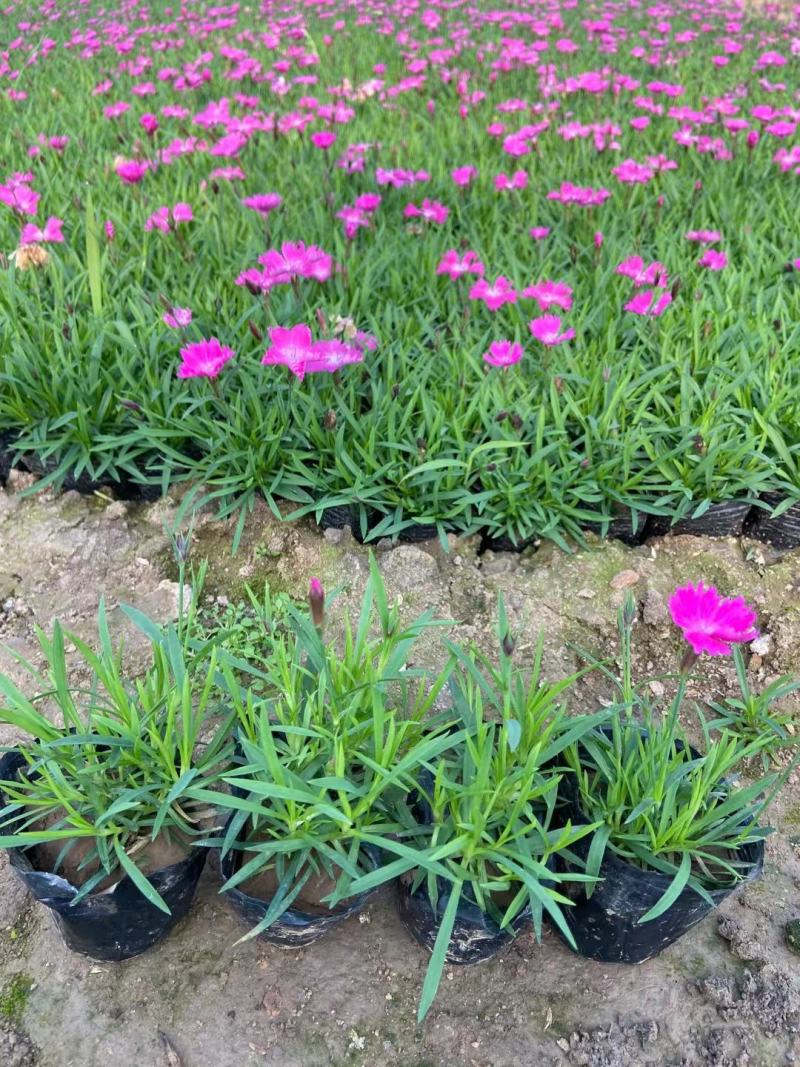 欧石竹穴盘苗，欧石竹杯苗