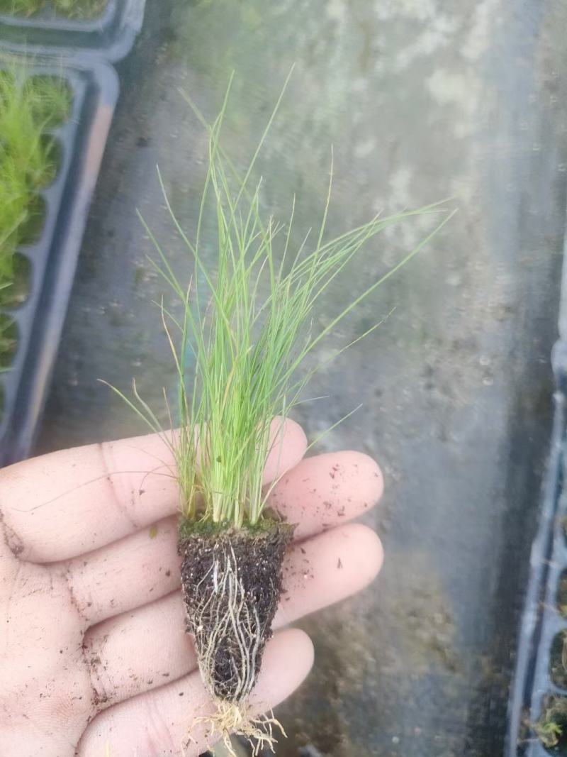 墨西哥羽毛草