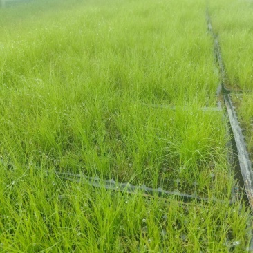 墨西哥羽毛草