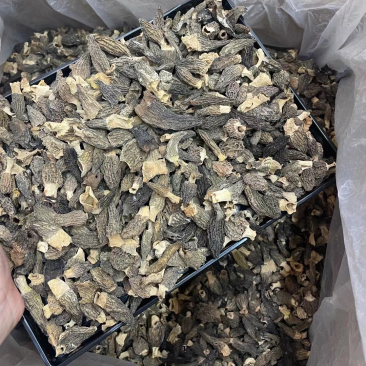 野生小羊肚菌