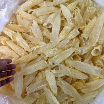 100多头花胶筒