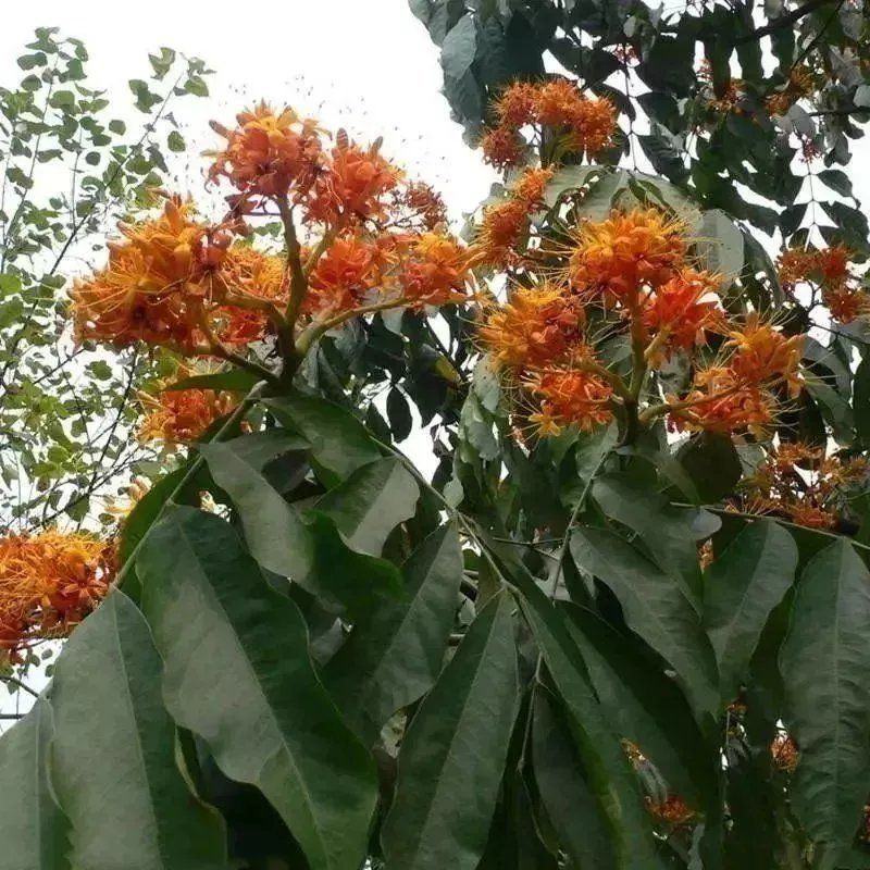 佛教圣树无忧花树苗印度火焰花菩提庭院路边绿化树苗珍贵树苗