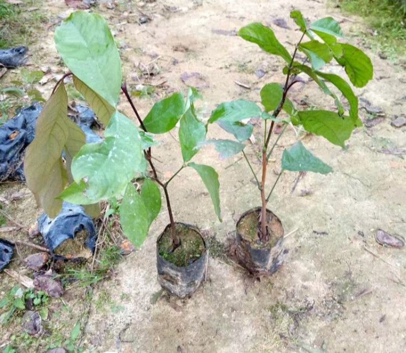 佛教圣树无忧花树苗印度火焰花菩提庭院路边绿化树苗珍贵树苗