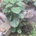 佛教圣树无忧花树苗印度火焰花菩提庭院路边绿化树苗珍贵树苗