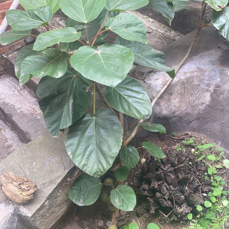 佛教圣树无忧花树苗印度火焰花菩提庭院路边绿化树苗珍贵树苗