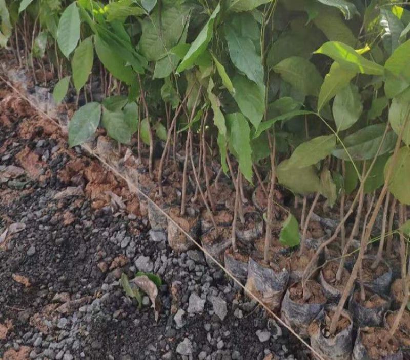 佛教圣树无忧花树苗印度火焰花菩提庭院路边绿化树苗珍贵树苗