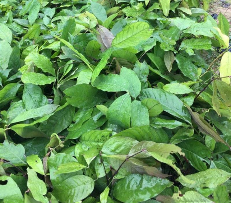 佛教圣树无忧花树苗印度火焰花菩提庭院路边绿化树苗珍贵树苗