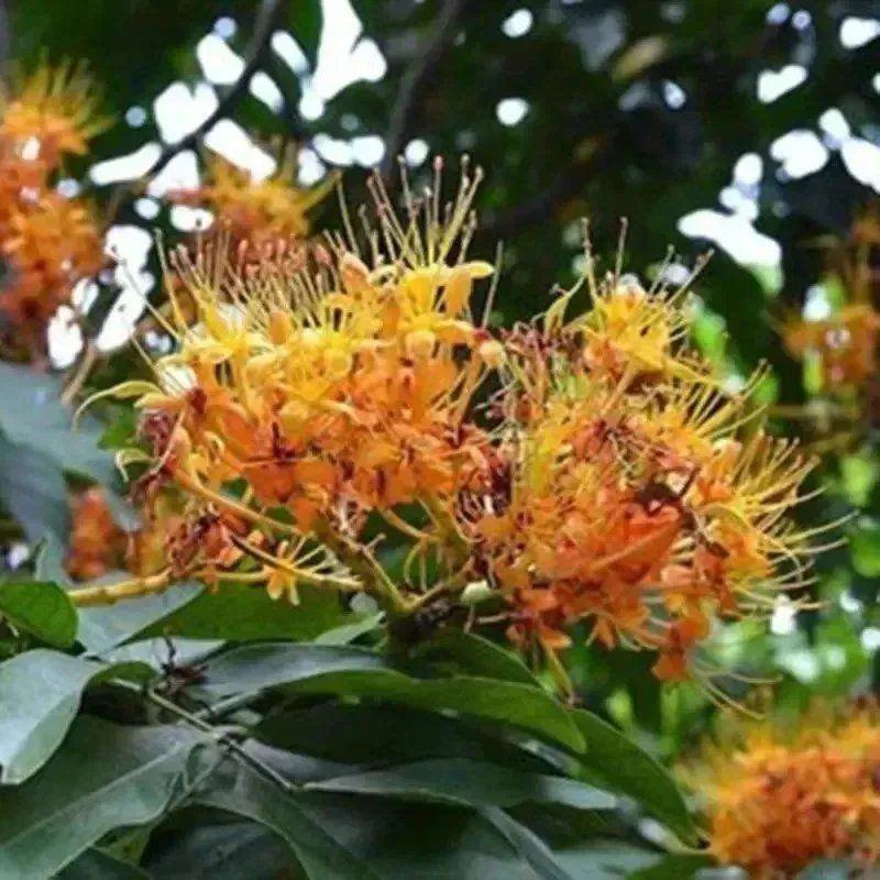 佛教圣树无忧花树苗印度火焰花菩提庭院路边绿化树苗珍贵树苗