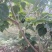 佛教圣树无忧花树苗印度火焰花菩提庭院路边绿化树苗珍贵树苗
