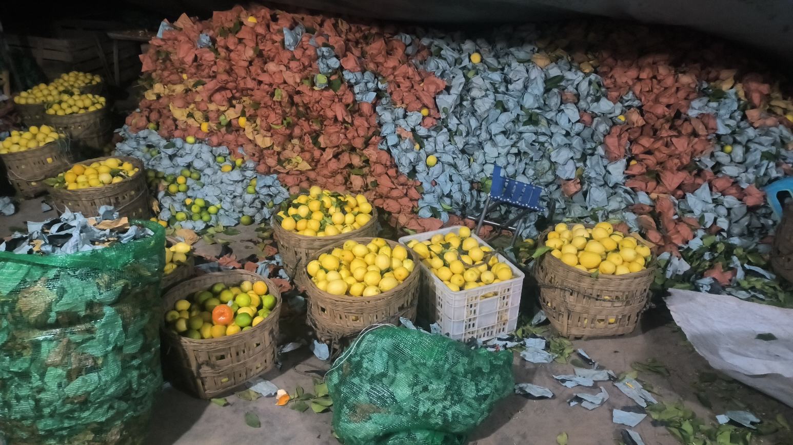 新鲜采摘的安岳柠檬与金桔并排置于竹编簸箕中,背景为四川丘陵地区果园,阳光洒落果实表面,展现果皮光滑、色泽鲜亮的特征,安岳柠檬呈亮黄色,金桔为橙黄色小圆果 安岳柠檬与金桔并列摆放特写