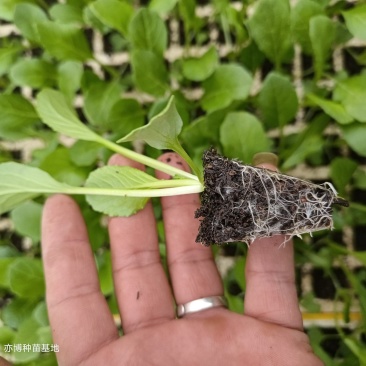 连州菜心苗（苔菜苗）产量高，采收期长，口感甜脆。