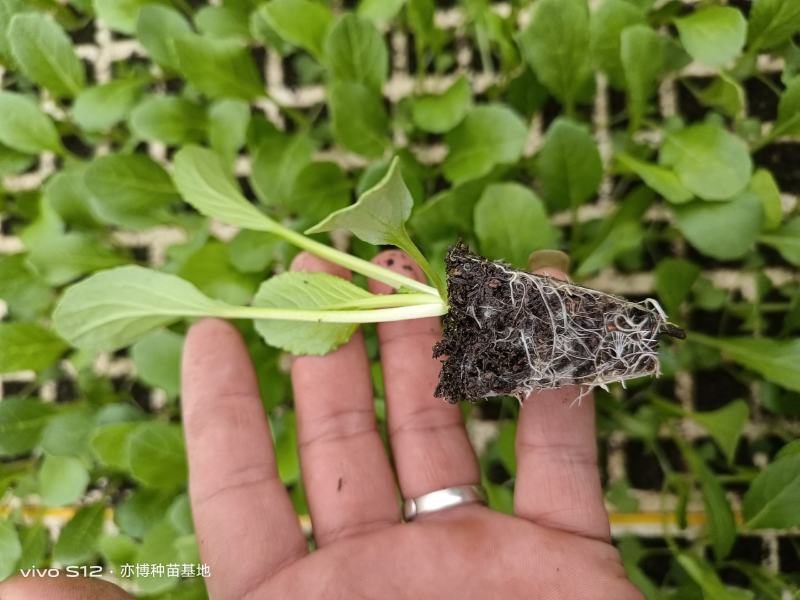 连州菜心苗（苔菜苗）产量高，采收期长，口感甜脆。