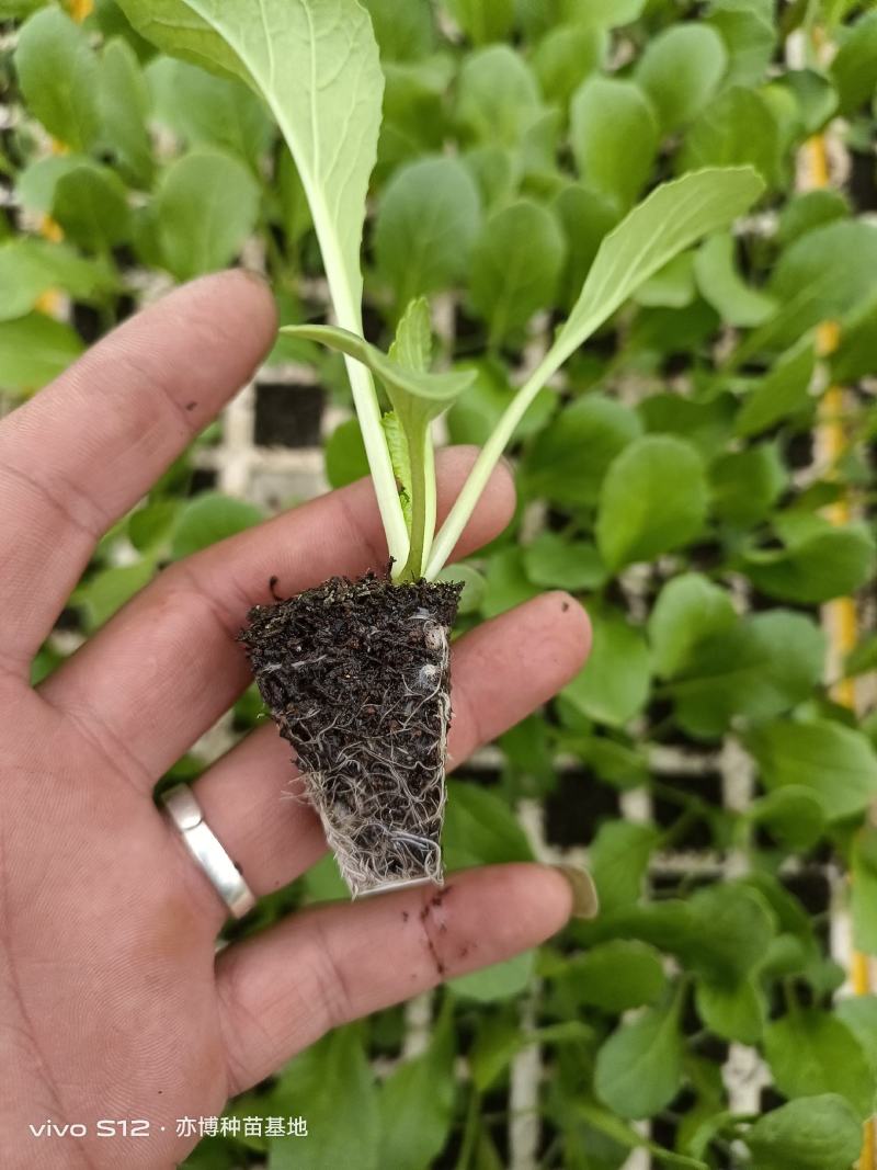 连州菜心苗（苔菜苗）产量高，采收期长，口感甜脆。