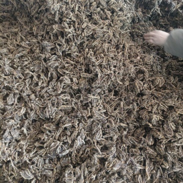 重庆石柱黄烘房货精品黄连高含量黄连