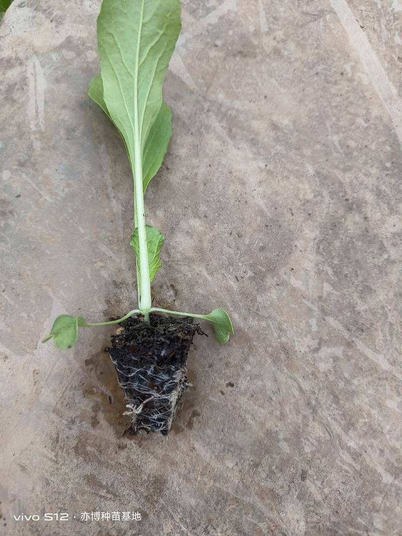连州菜心苗（苔菜苗）产量高，采收期长，口感甜脆。