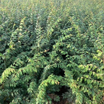朴树苗朴树树苗朴树小苗占地苗工程绿化苗庭院行道树苗