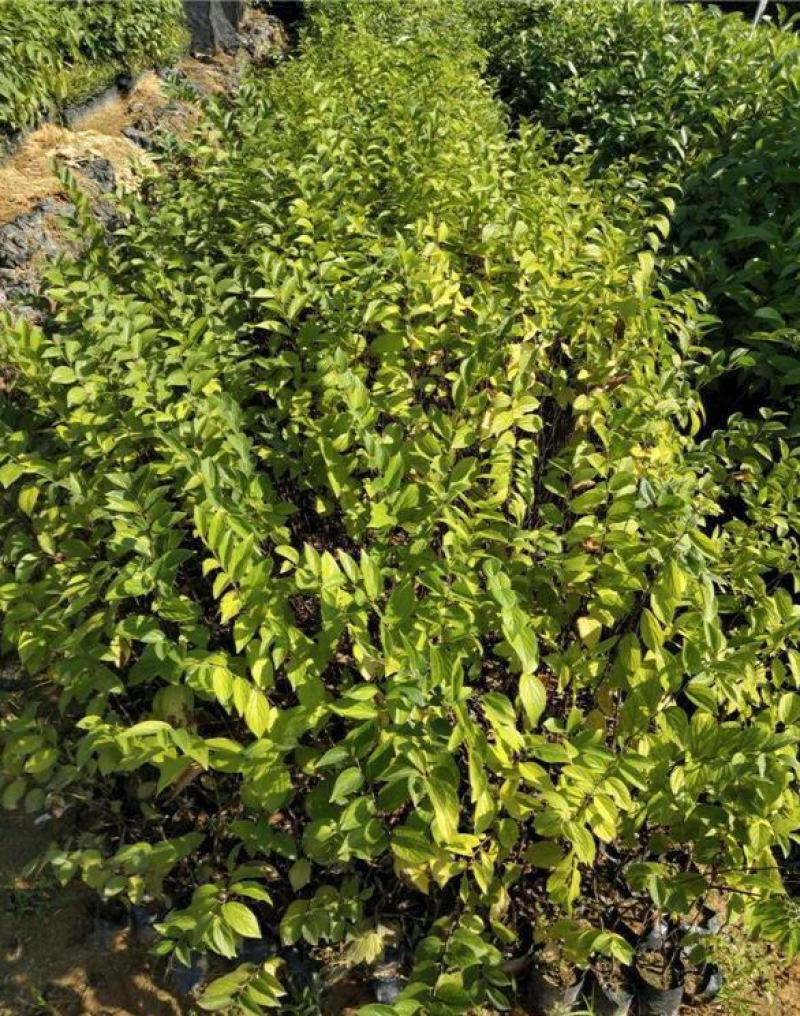 朴树苗朴树树苗朴树小苗占地苗工程绿化苗庭院行道树苗