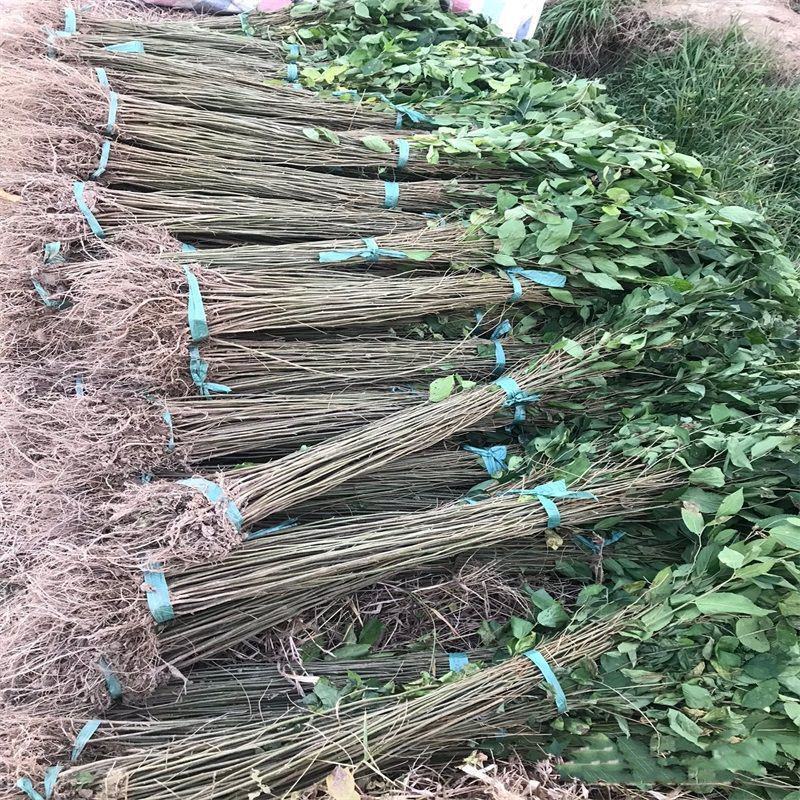 朴树苗朴树树苗朴树小苗占地苗工程绿化苗庭院行道树苗