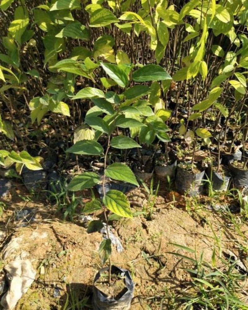 朴树苗朴树树苗朴树小苗占地苗工程绿化苗庭院行道树苗
