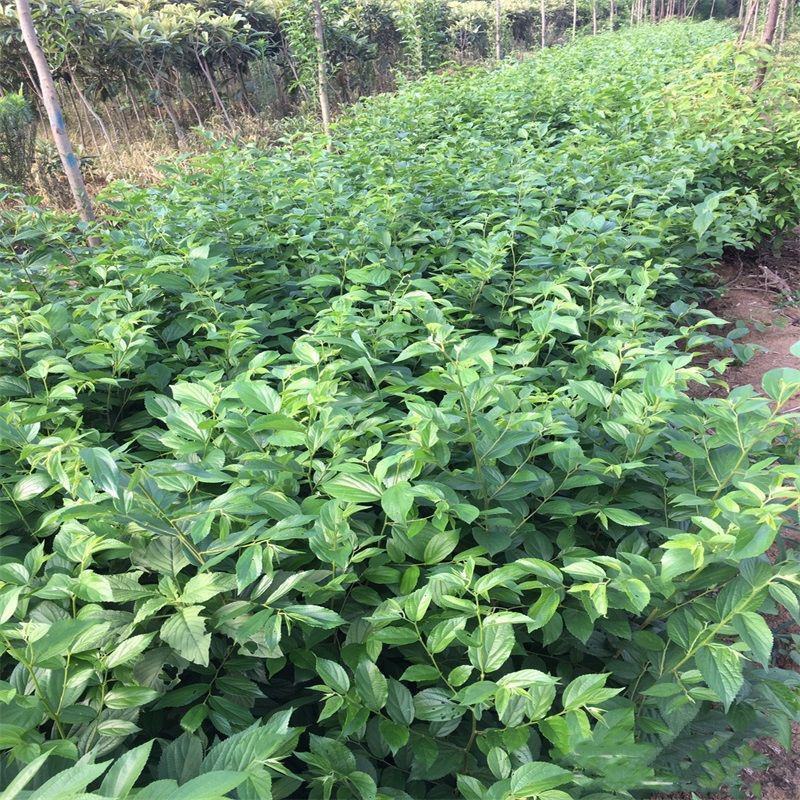 朴树苗朴树树苗朴树小苗占地苗工程绿化苗庭院行道树苗