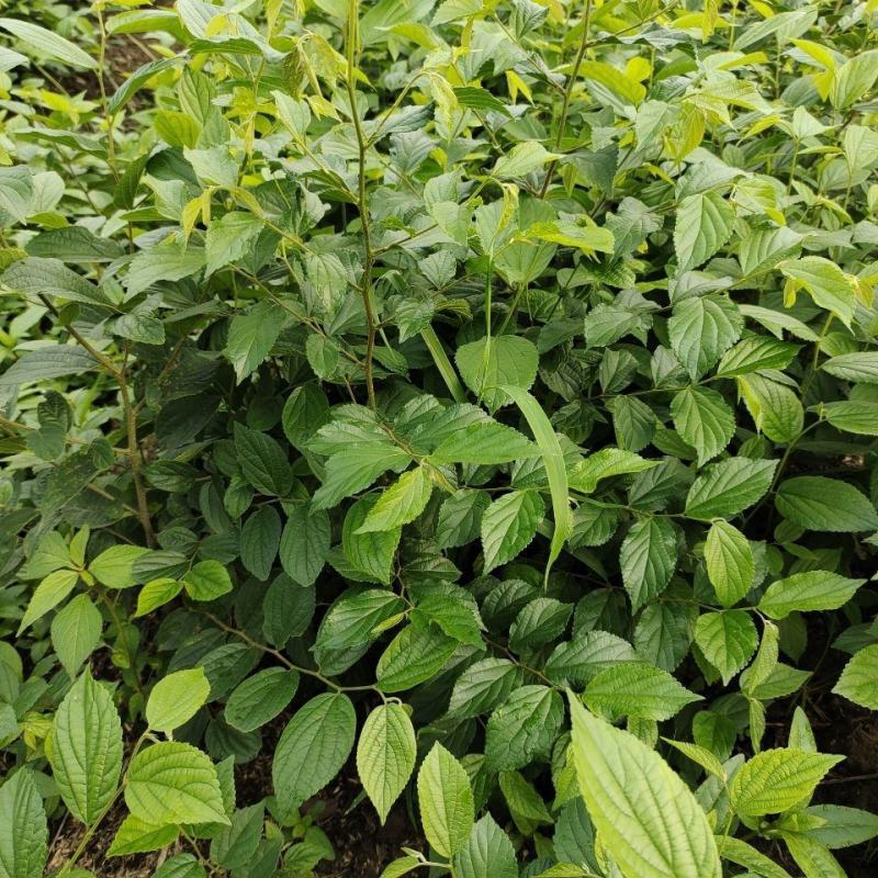 朴树苗朴树树苗朴树小苗占地苗工程绿化苗庭院行道树苗