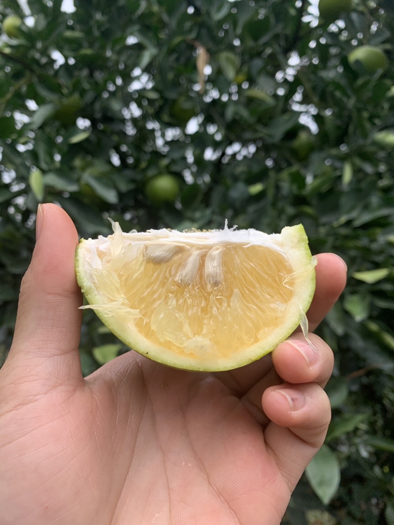 青媛葡萄柚，葡萄柚，果厂加工代办，对接全国批发市场