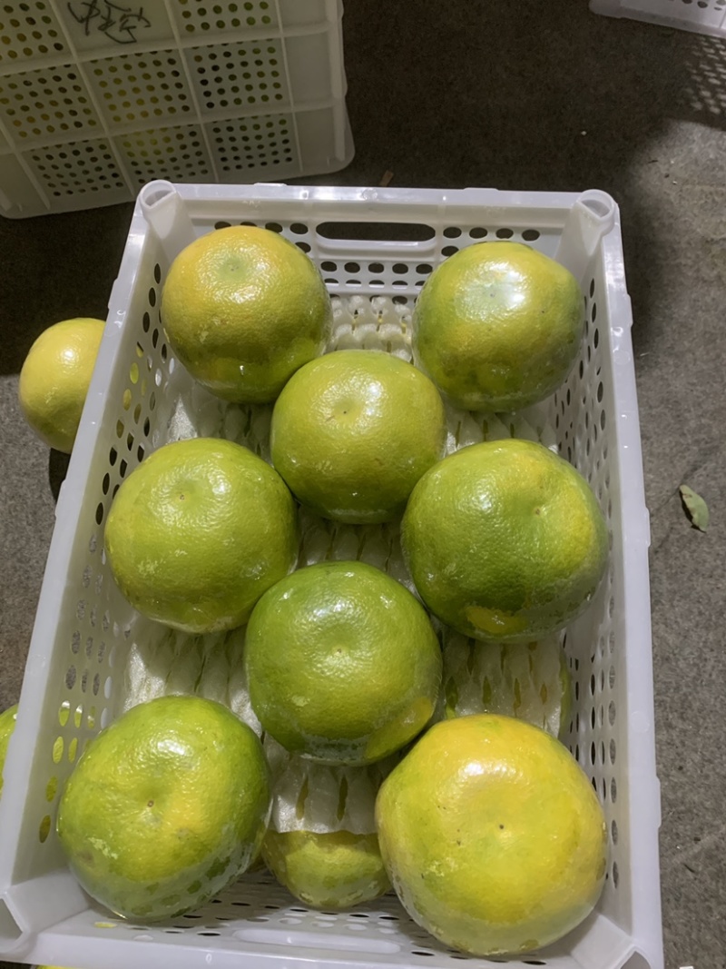 青媛葡萄柚，葡萄柚，果厂加工代办，对接全国批发市场