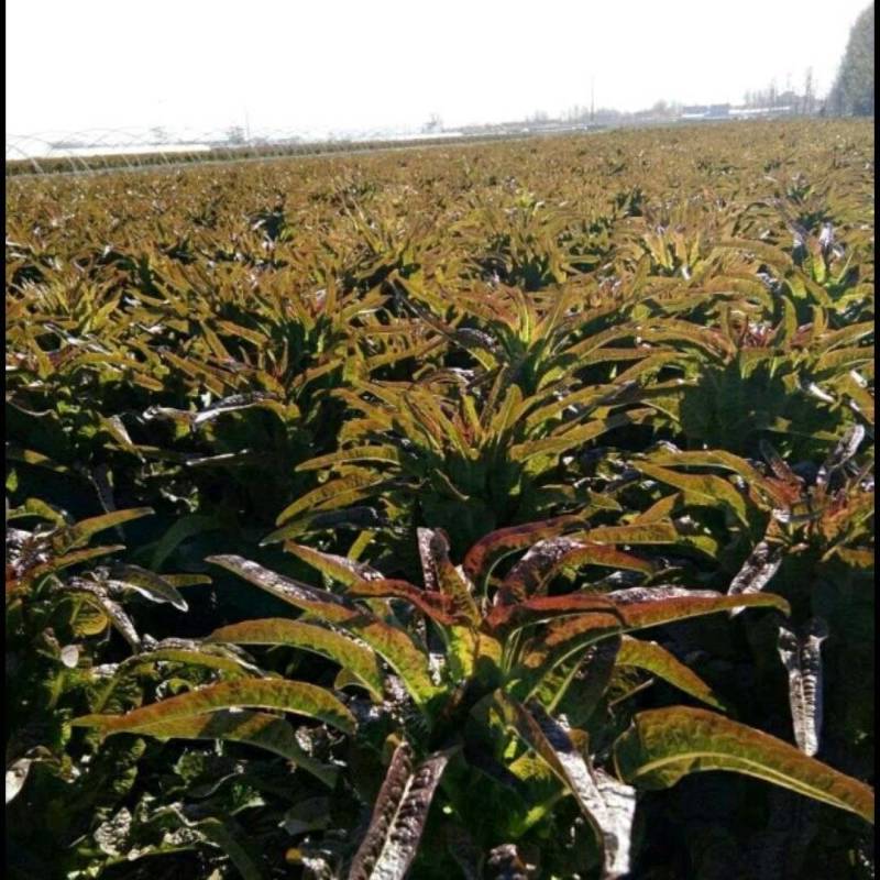 红叶香莴笋-基地直供-视频看货-量大从优。