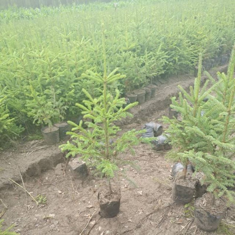 云杉树苗蓝杉苗蓝杉树苗圣诞树园林风景工程绿化庭院盆栽耐寒