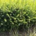 云杉树苗蓝杉苗蓝杉树苗圣诞树园林风景工程绿化庭院盆栽耐寒