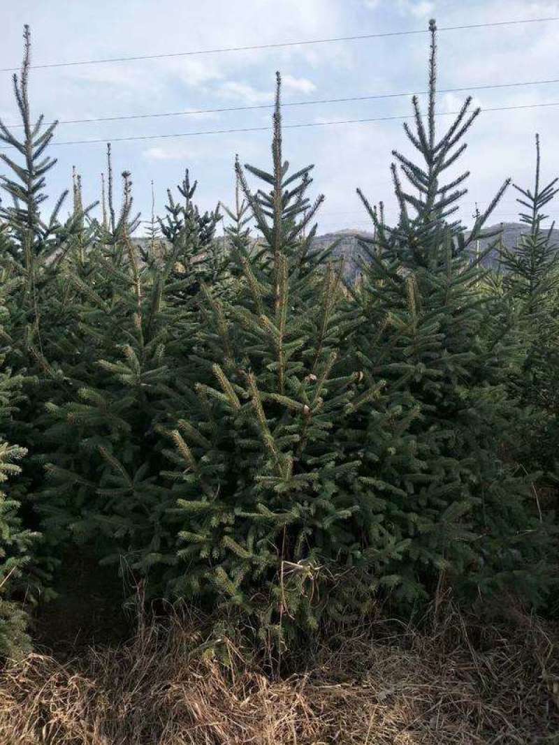 云杉树苗蓝杉苗蓝杉树苗圣诞树园林风景工程绿化庭院盆栽耐寒