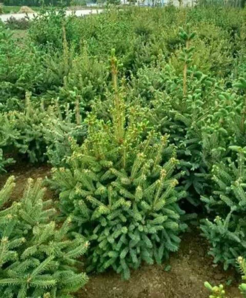 云杉树苗蓝杉苗蓝杉树苗圣诞树园林风景工程绿化庭院盆栽耐寒