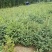 云杉树苗蓝杉苗蓝杉树苗圣诞树园林风景工程绿化庭院盆栽耐寒