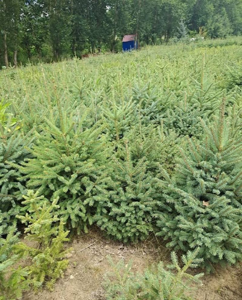 云杉树苗蓝杉苗蓝杉树苗圣诞树园林风景工程绿化庭院盆栽耐寒