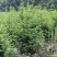 云杉树苗蓝杉苗蓝杉树苗圣诞树园林风景工程绿化庭院盆栽耐寒