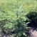 云杉树苗蓝杉苗蓝杉树苗圣诞树园林风景工程绿化庭院盆栽耐寒