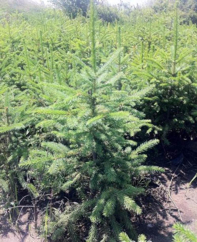 云杉树苗蓝杉苗蓝杉树苗圣诞树园林风景工程绿化庭院盆栽耐寒