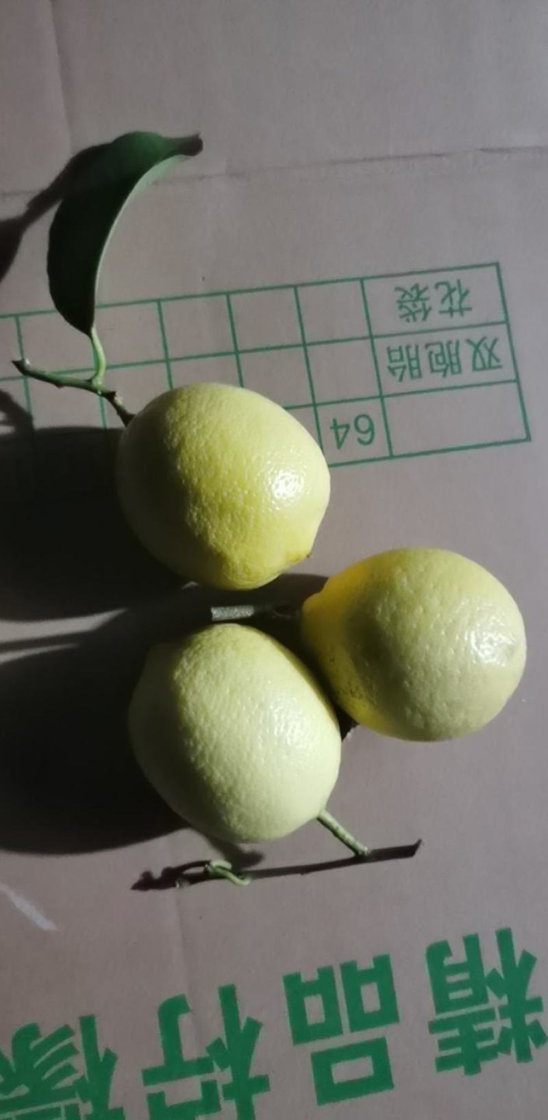 柠檬尤力克柠檬四川柠檬产地直供一条龙服务